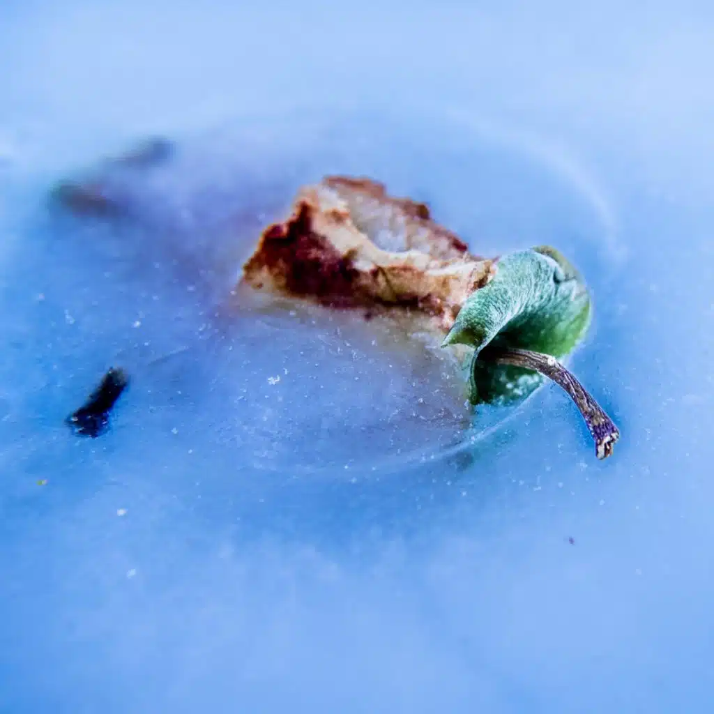 An Apple A Day You Die Anyway