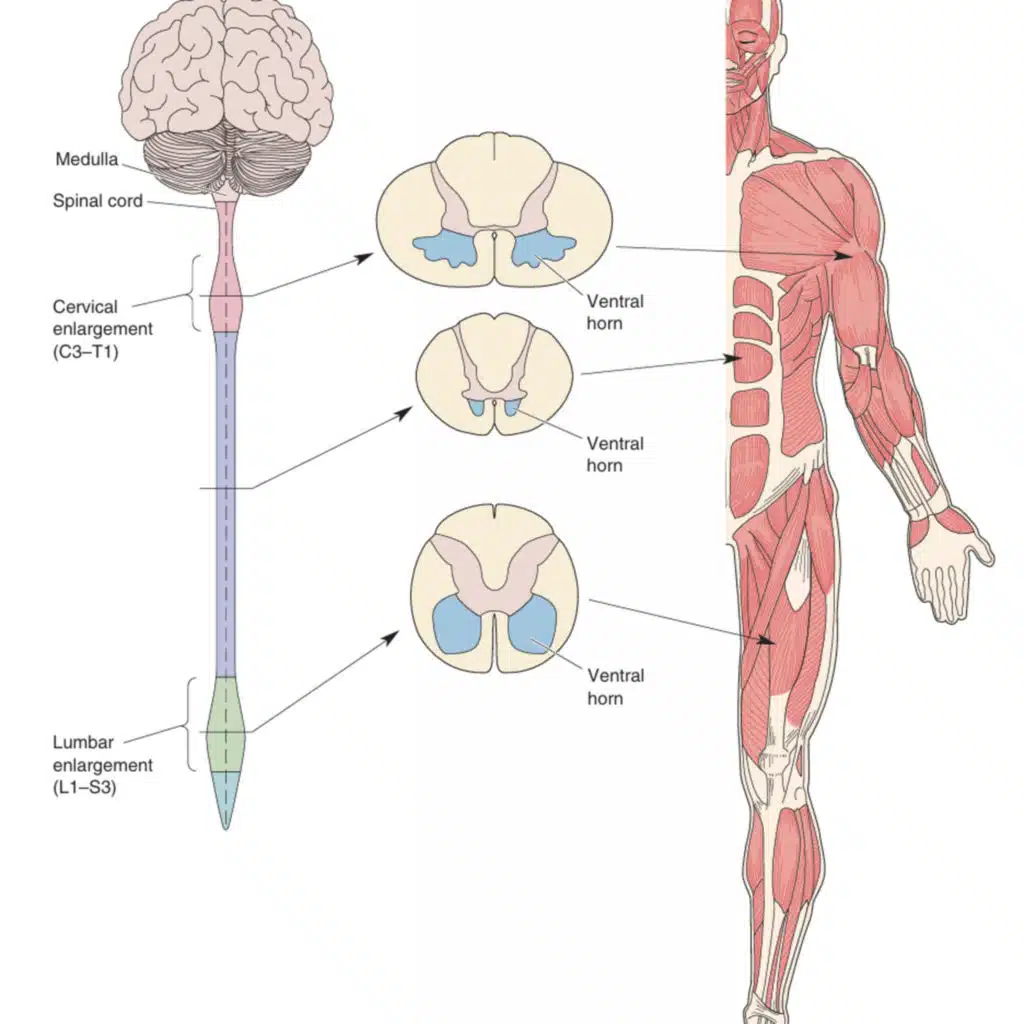 The Machinery of Motion — Inside the Motor System