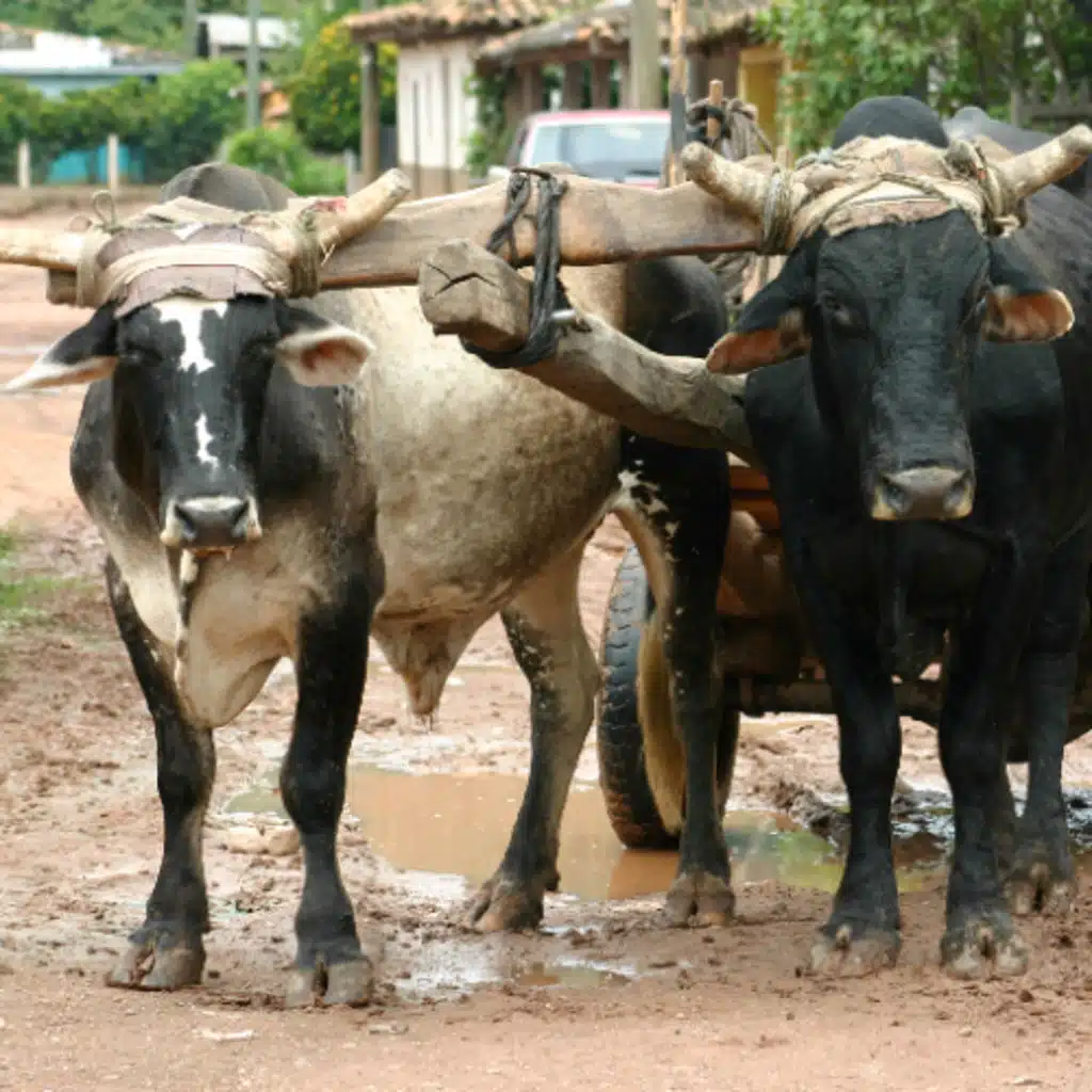 Unequally Yoked, Adam Kohlstrom