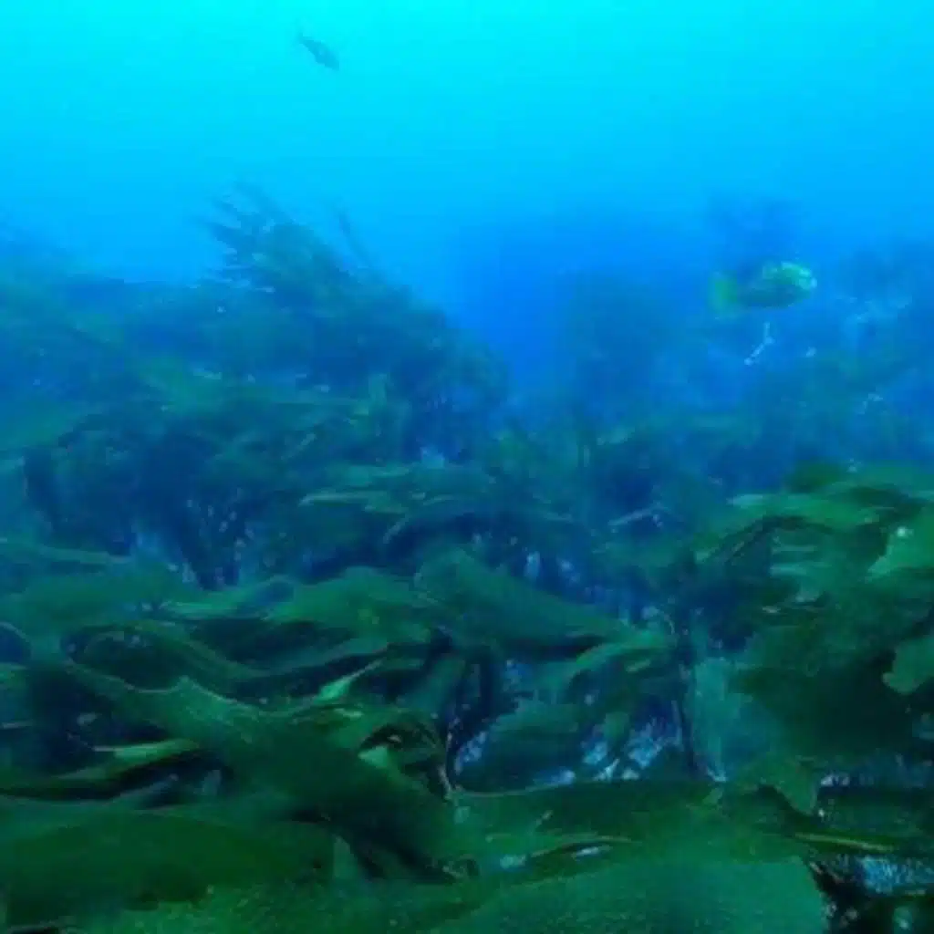 An unexpected forest in the ocean