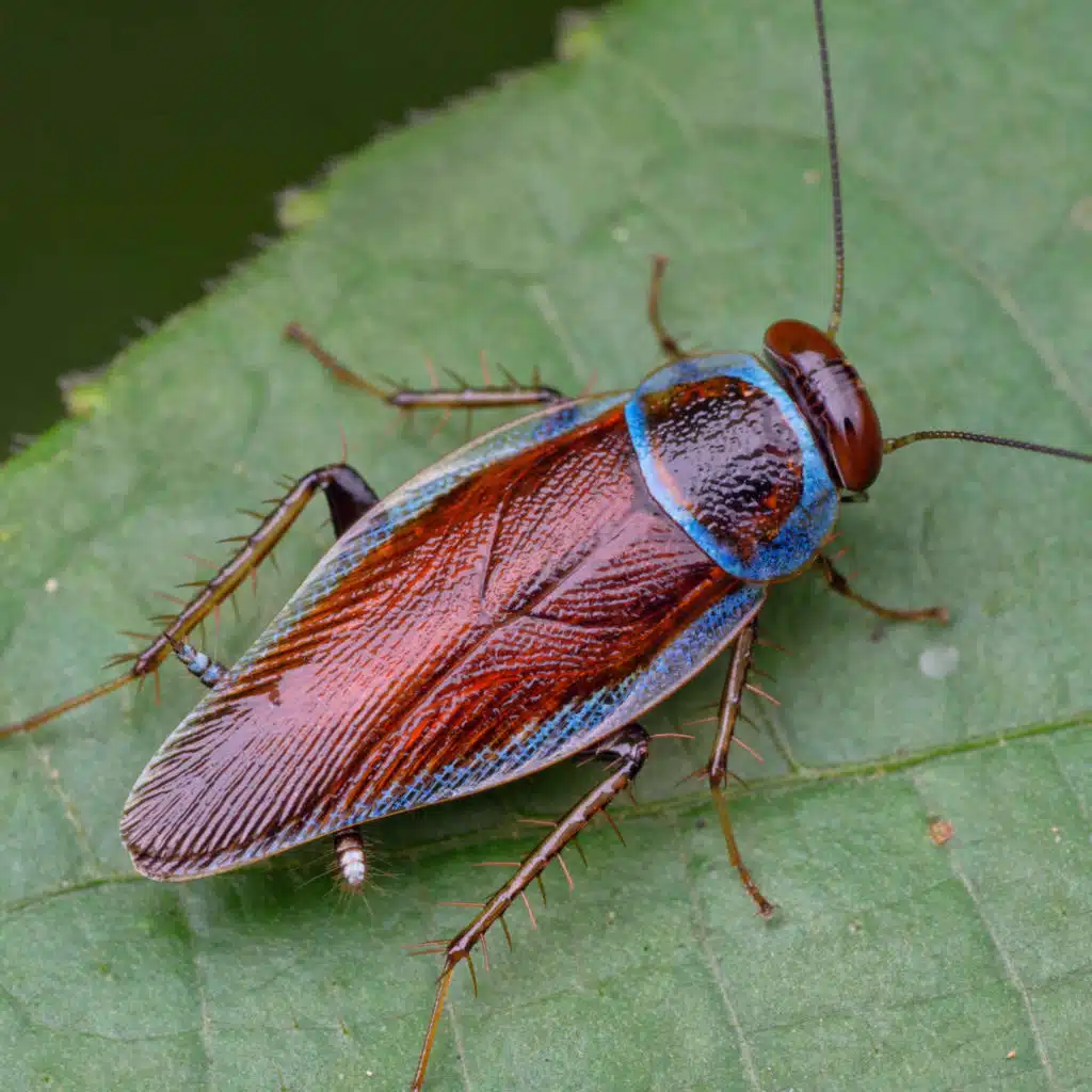 Cockroaches are cool!