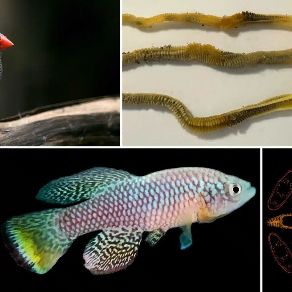 Rethinking The Lab Rat