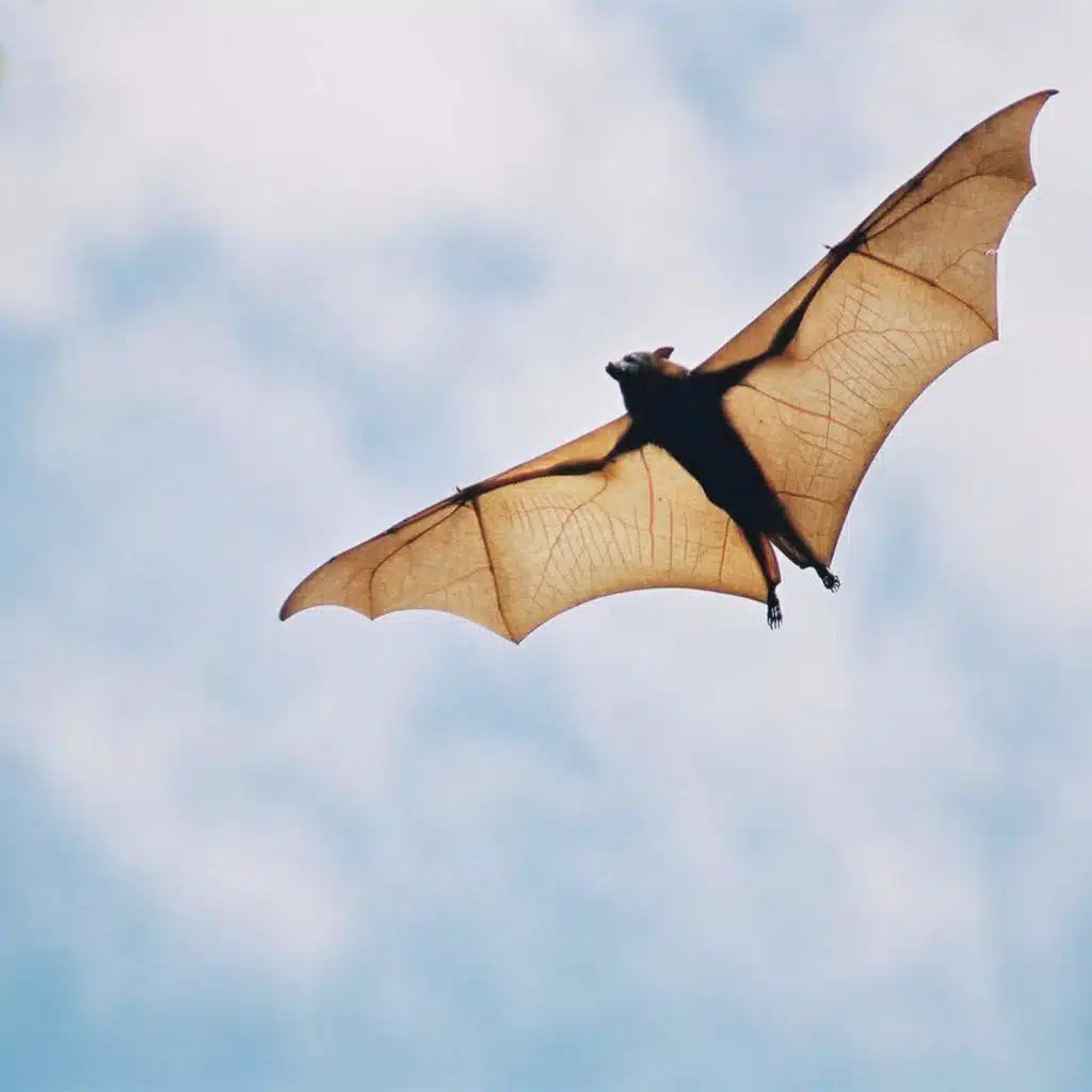 FACT SMACK: Bats! They're Cooler Than Birds