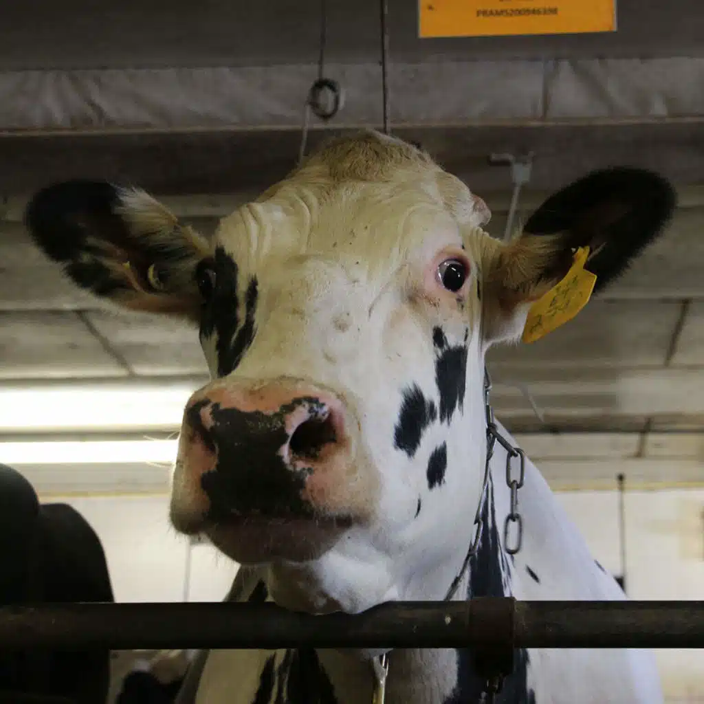 Most U.S. Dairy Cows Come From 2 Bulls. That's Not Good.