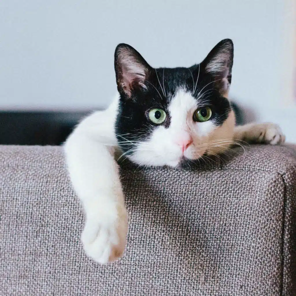Does Your Cat Like You — Or Just Tolerate You?