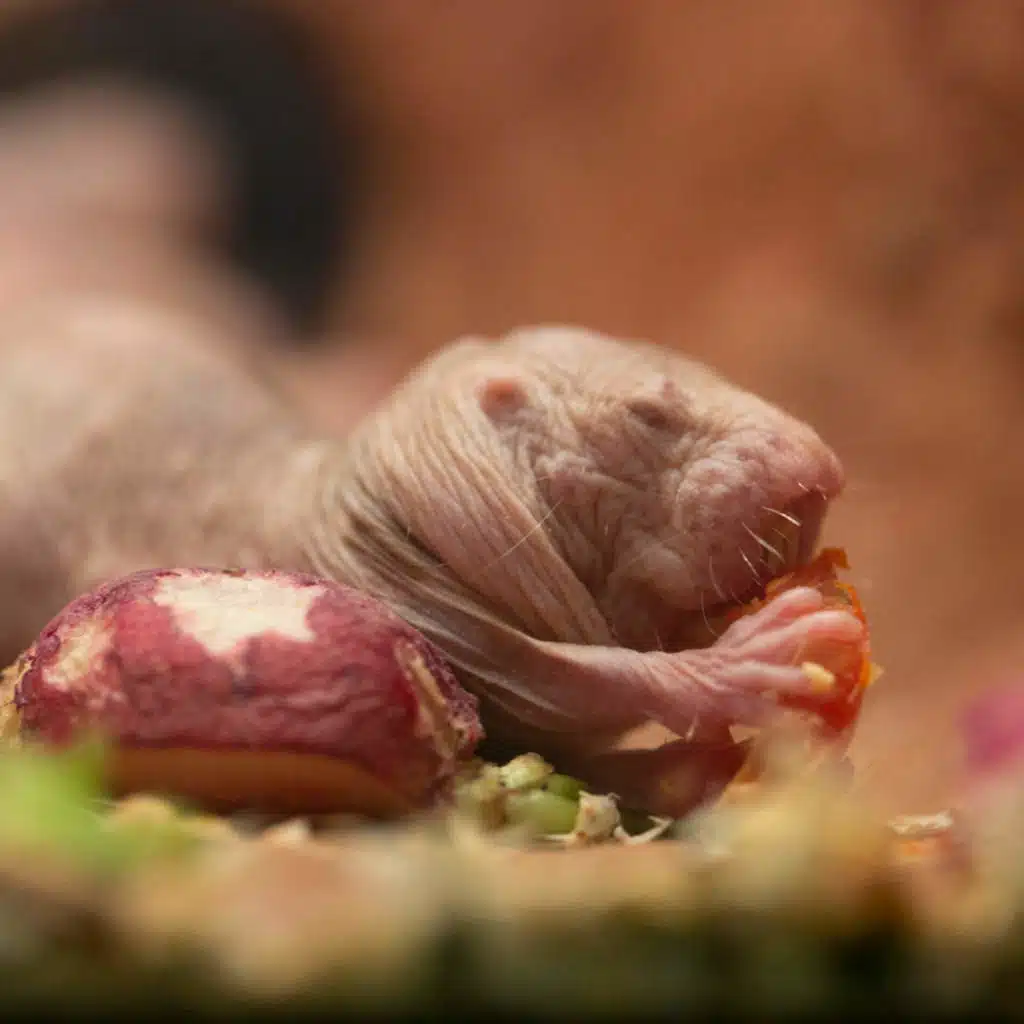Murder, Mayhem At The Zoo: A Naked Mole Rat Succession War
