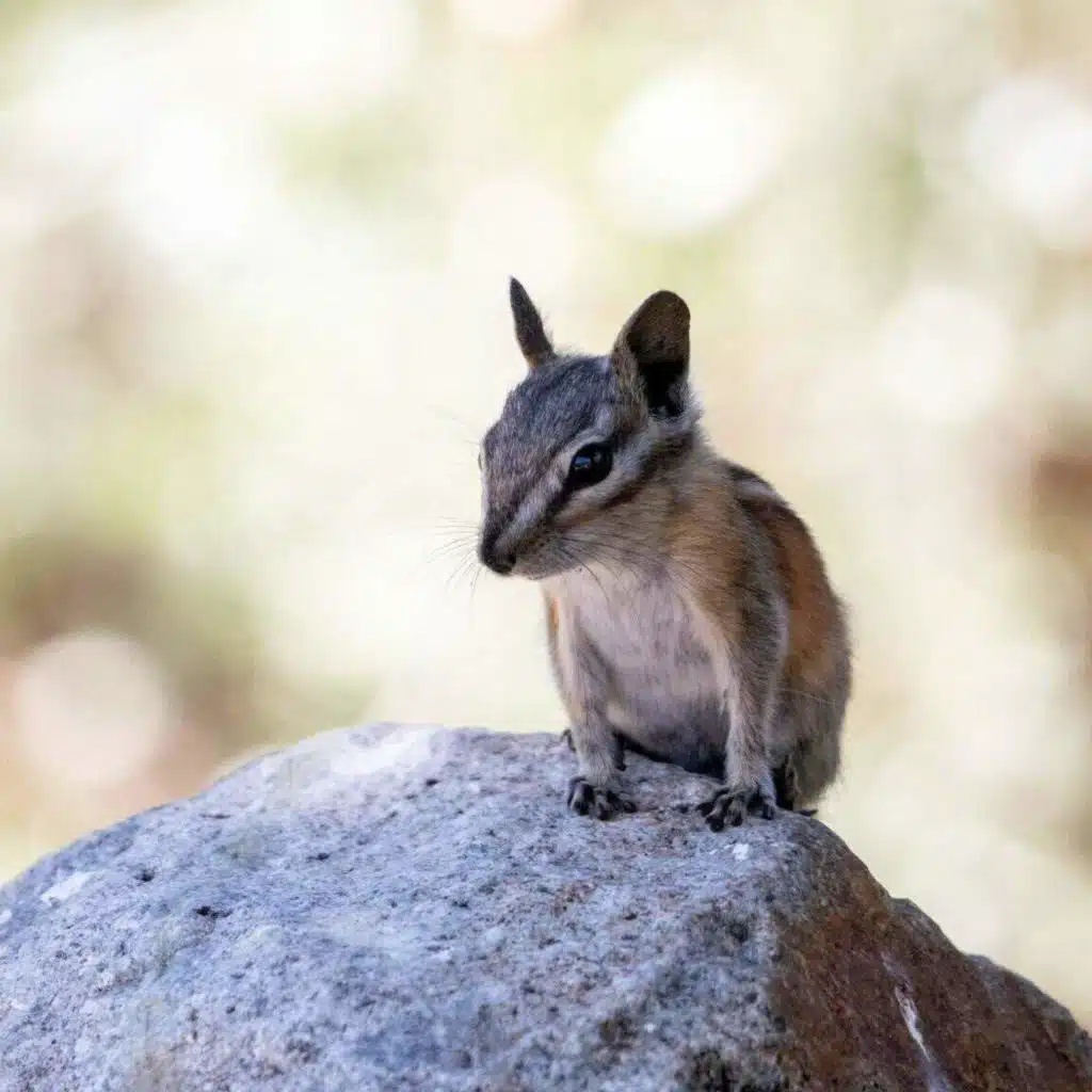 Two Squirrely Responses To Climate Change