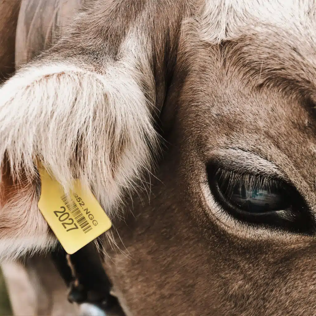 FRIENDLY THUG 52 NGG