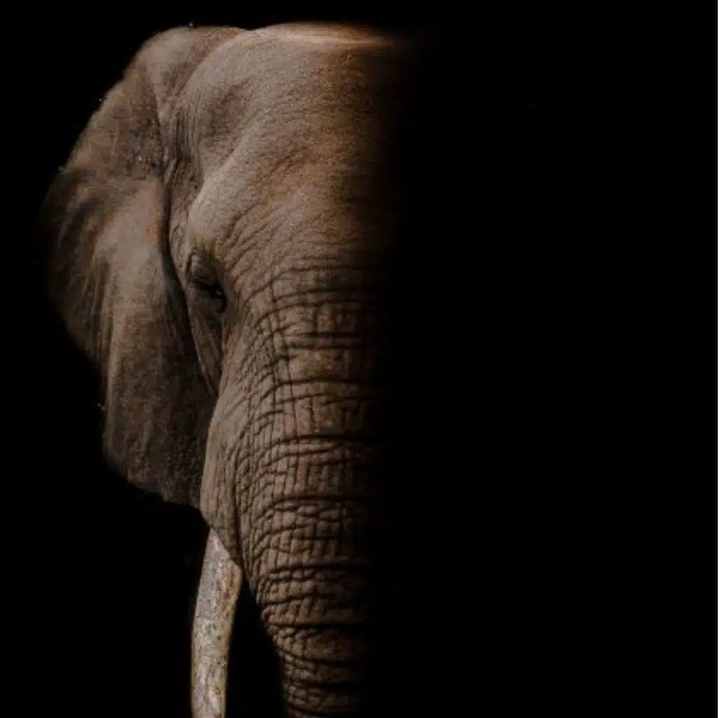 In search of the Ghost Elephants of Angola