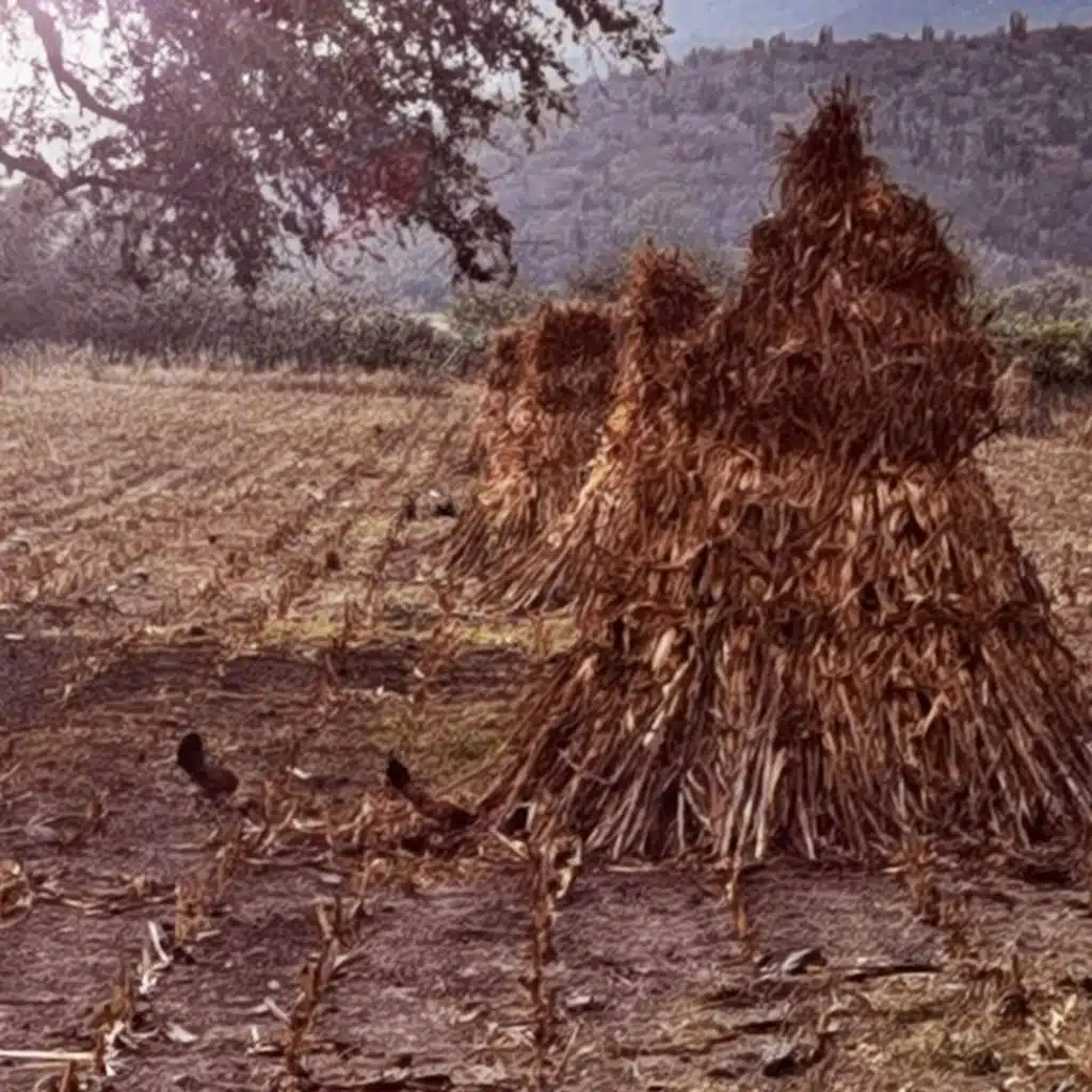 Zorro Casillas Autlán Seis