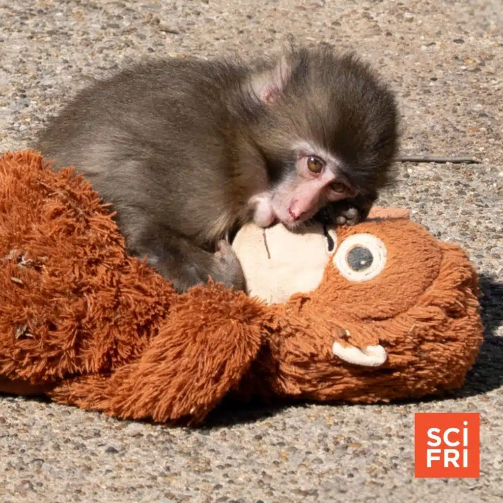 Is Punch the monkey really just like us?