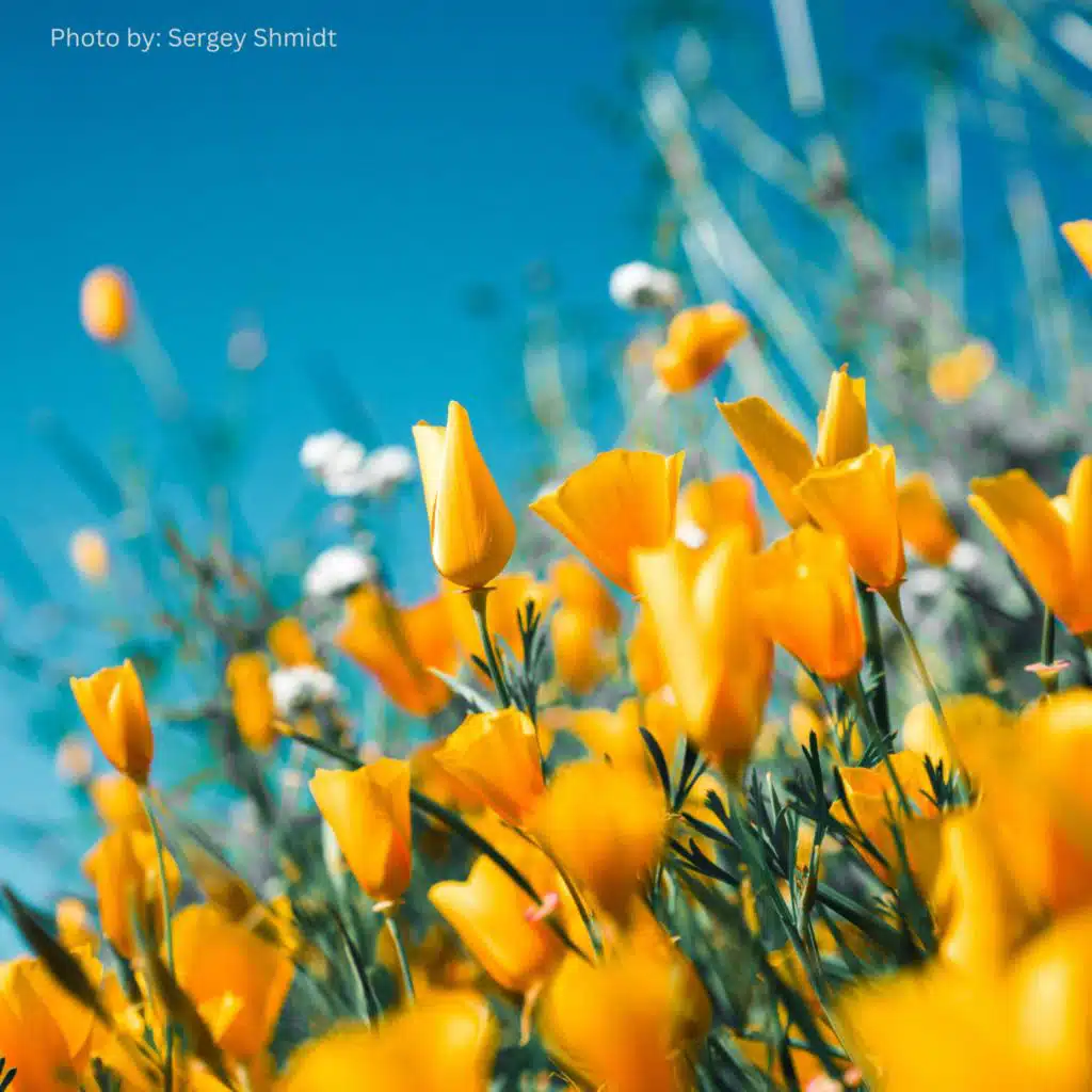 انغام هادئة