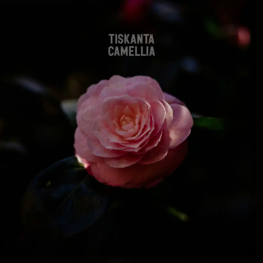 Camellia