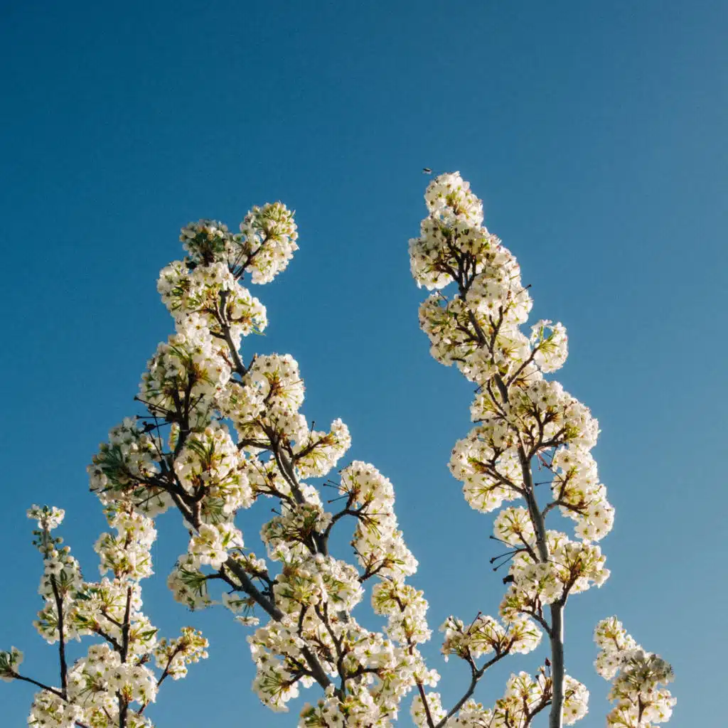 Bloom