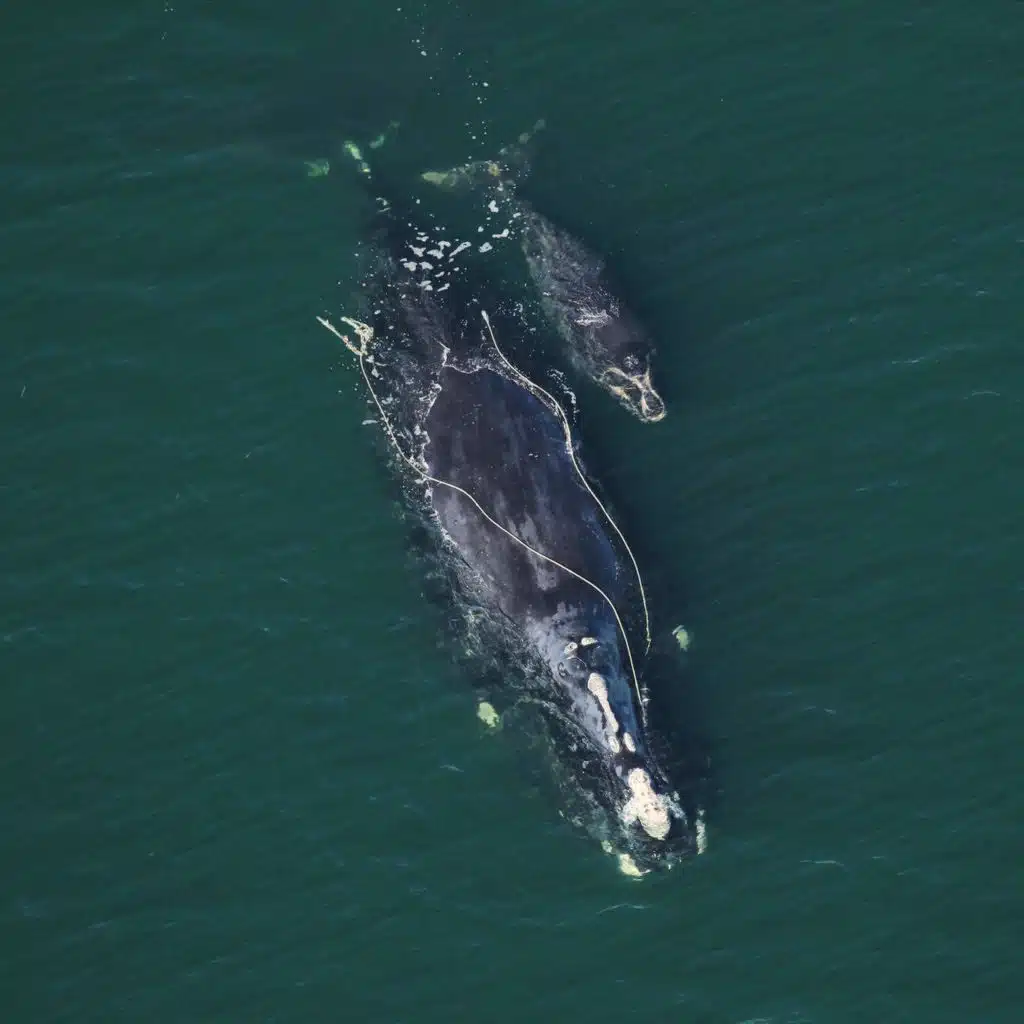 Where are the whales? Scientists find clues thousands of miles away