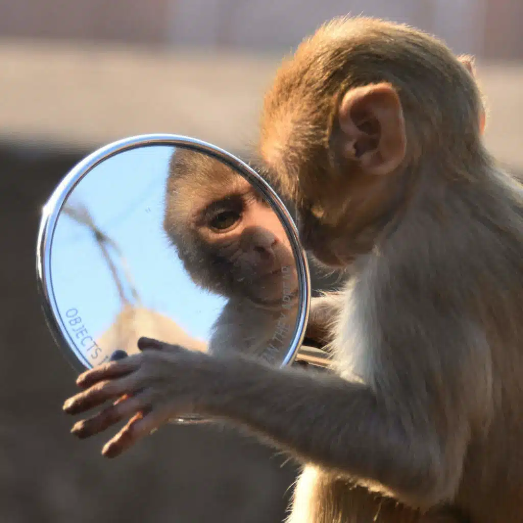 Mirror, Mirror, On The Wall: Can You  Reveal An Animal's Inner World At All?