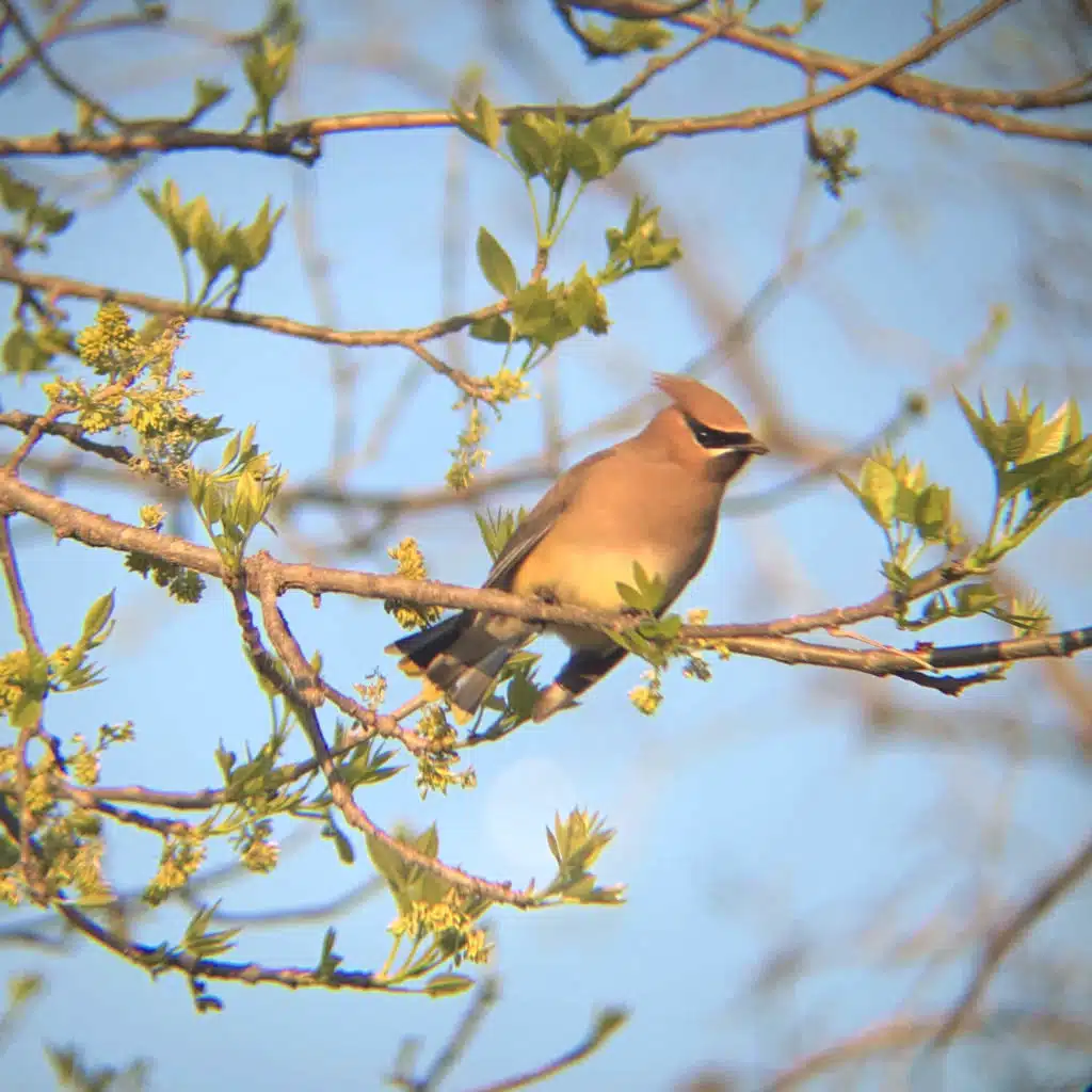 How to help birds during migration
