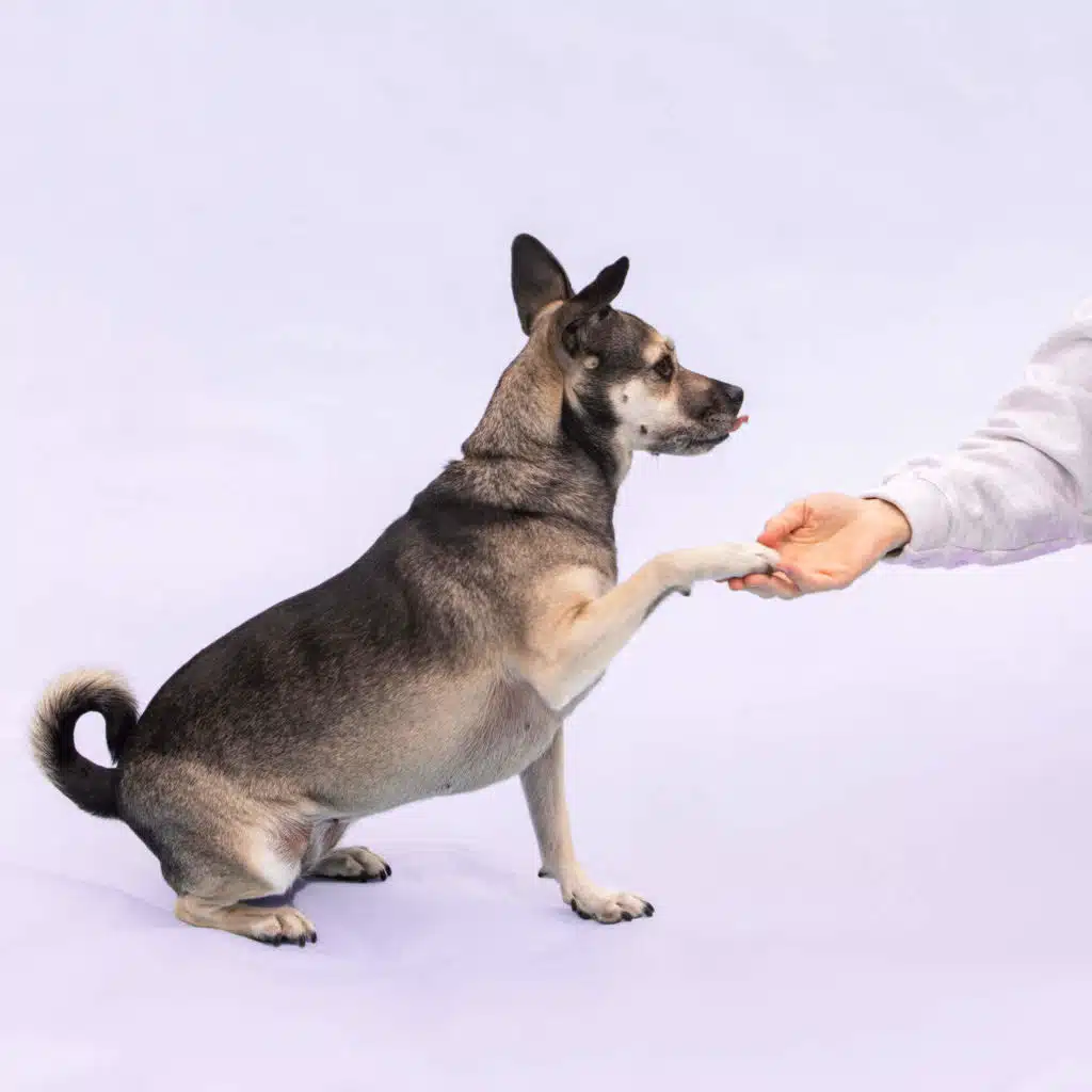 Dog training 101 — How to set realistic goals and where to get started