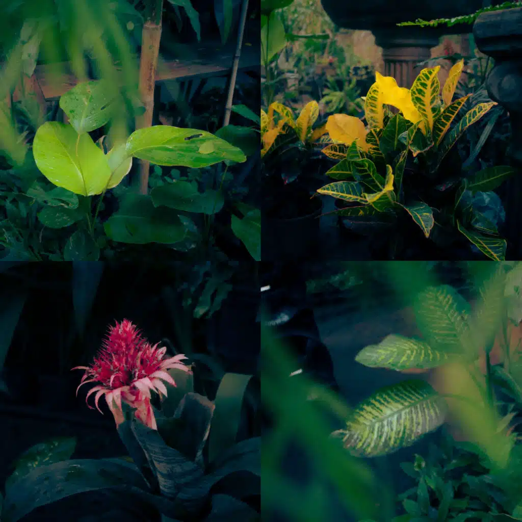 Flores