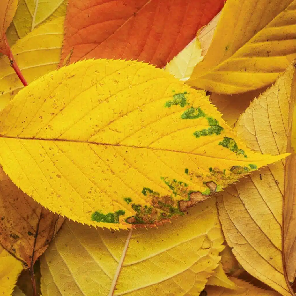 Kun Fayakoon كن فيكون