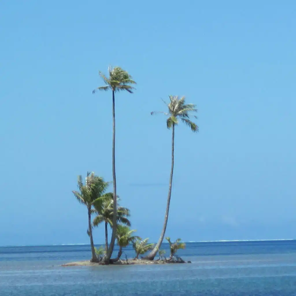 The Eagels Flying High