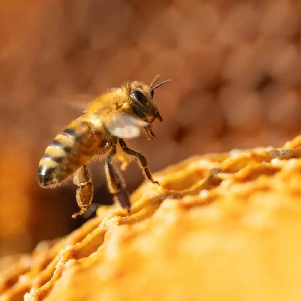 Why are bees special? We get inside a hive to find out