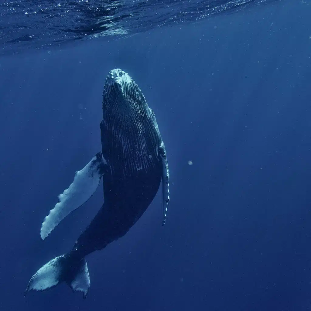 Why Are Whales So Big? with Nick Pyenson!