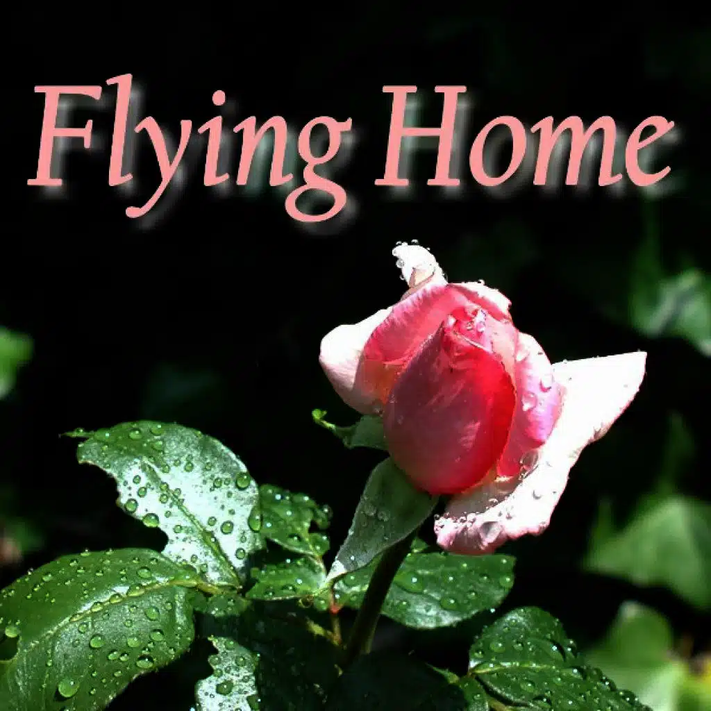 Flying Home