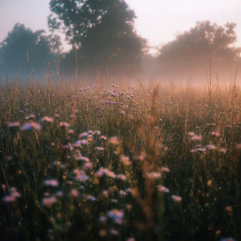 First Light on the Field