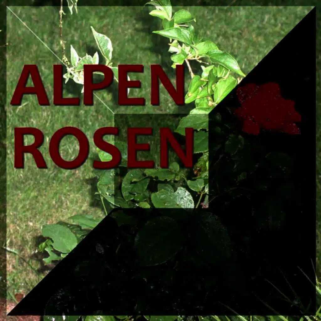 Duo Steinel Anderson