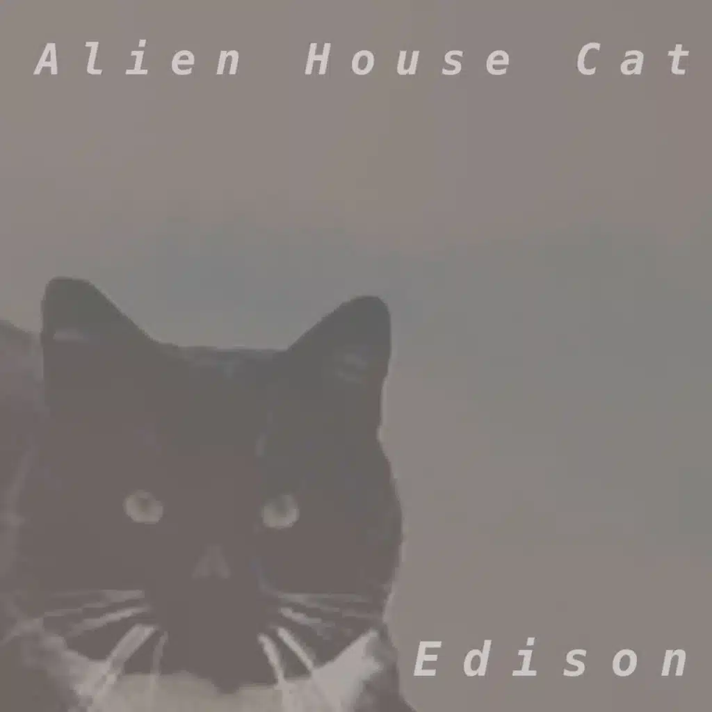Alien House Cat