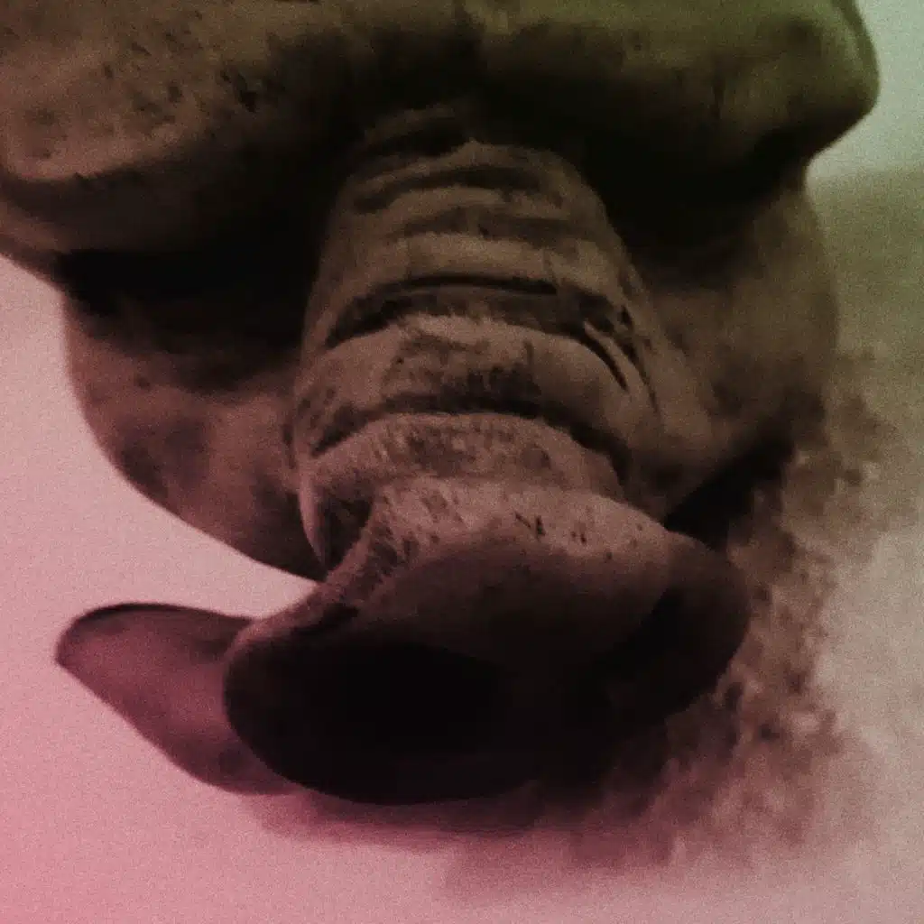 Schweinchen