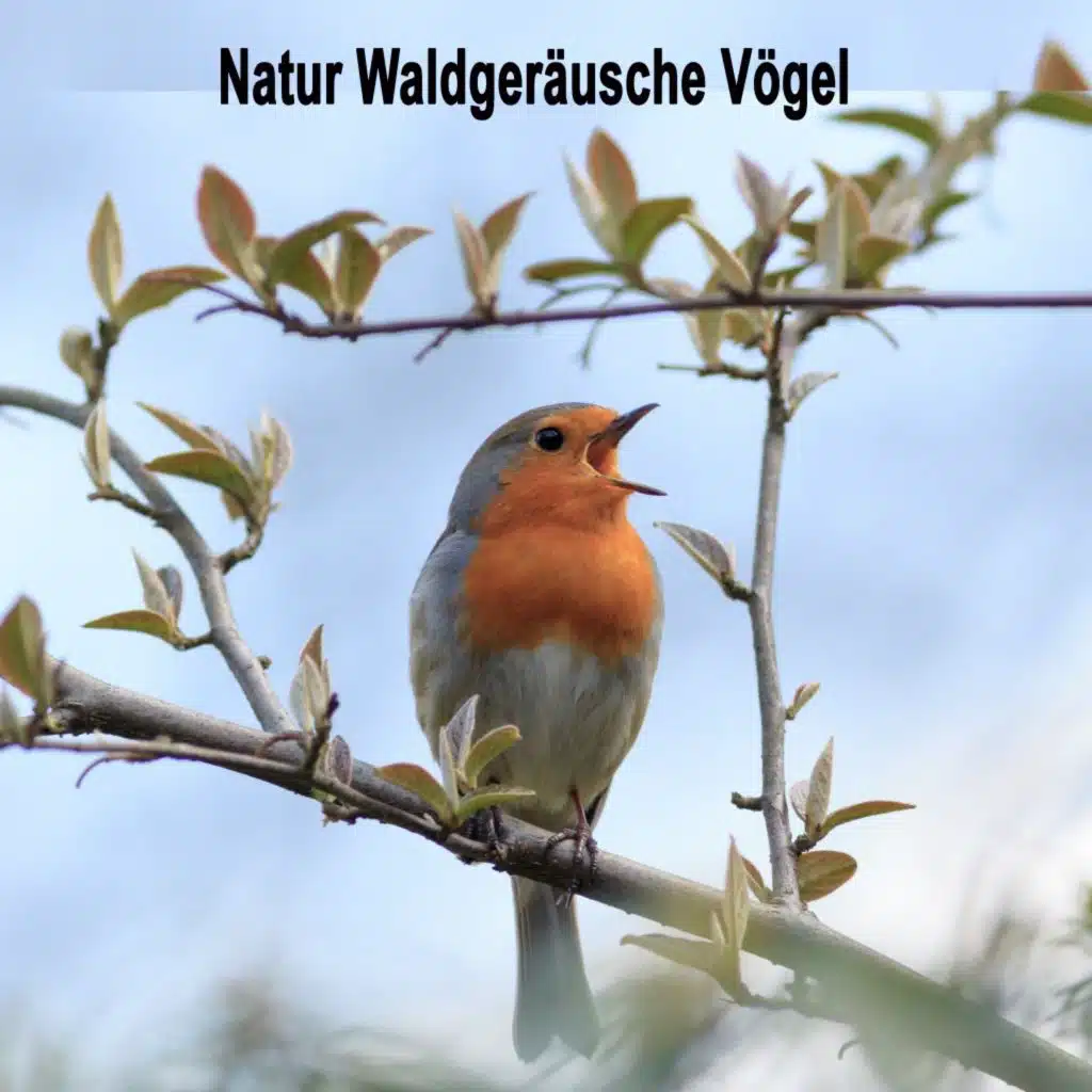 Waldgeräusche