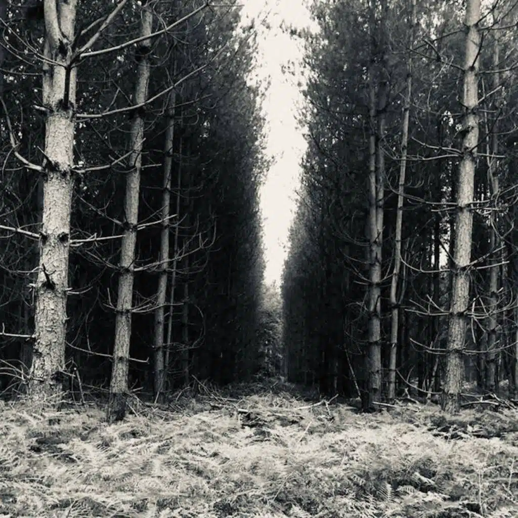 A Pocket Guide to Wilderness (Deep Forests and Dark Woods of the British Isles)