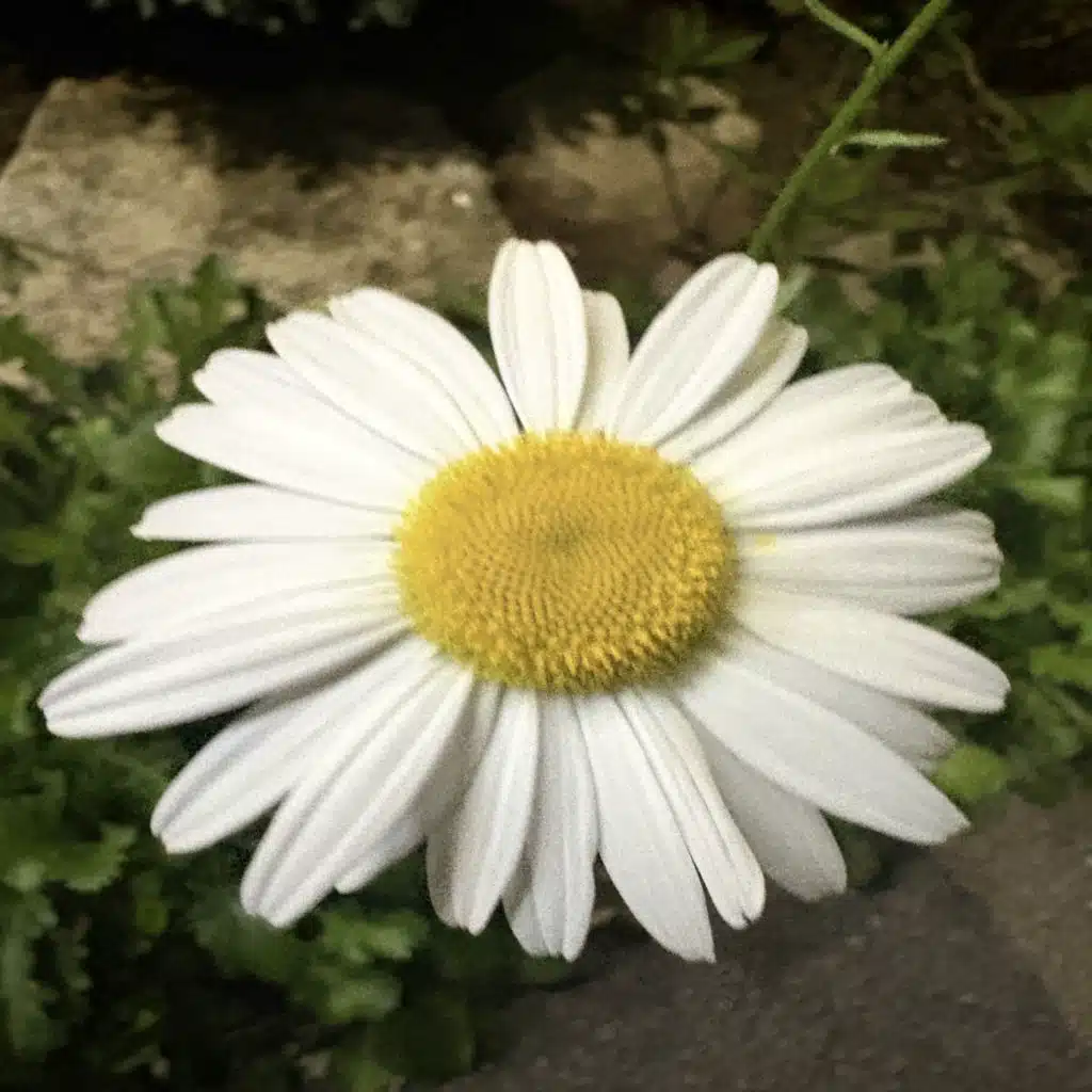 죽을때까지
