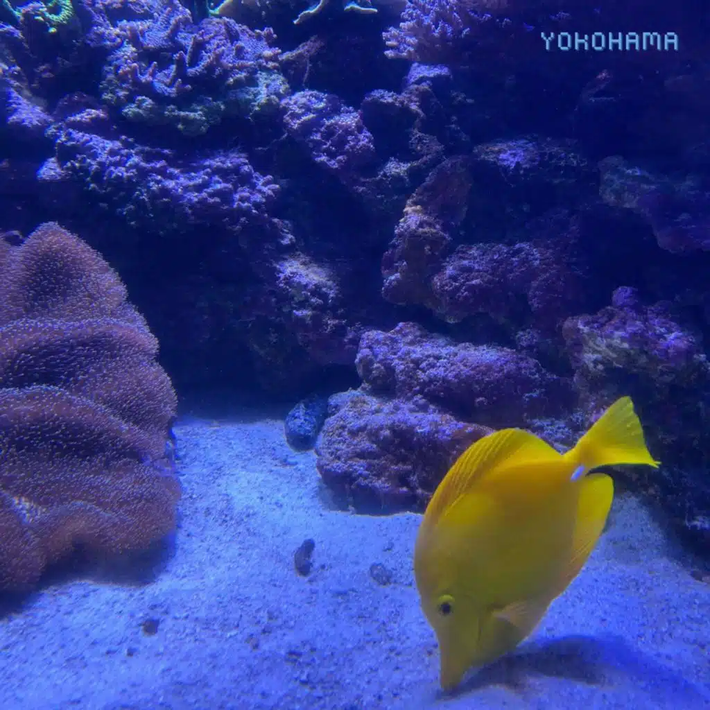 dubdubee