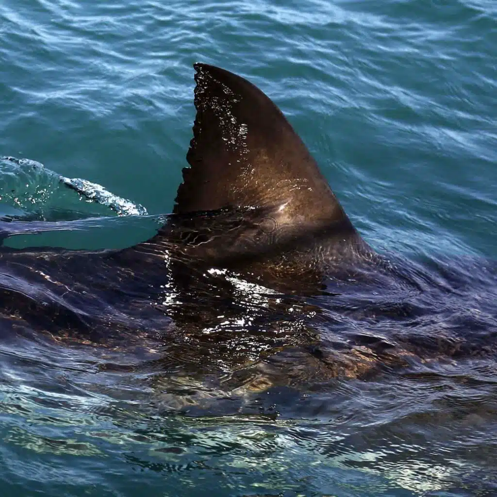 Episodes We Love: How to Fight a Shark