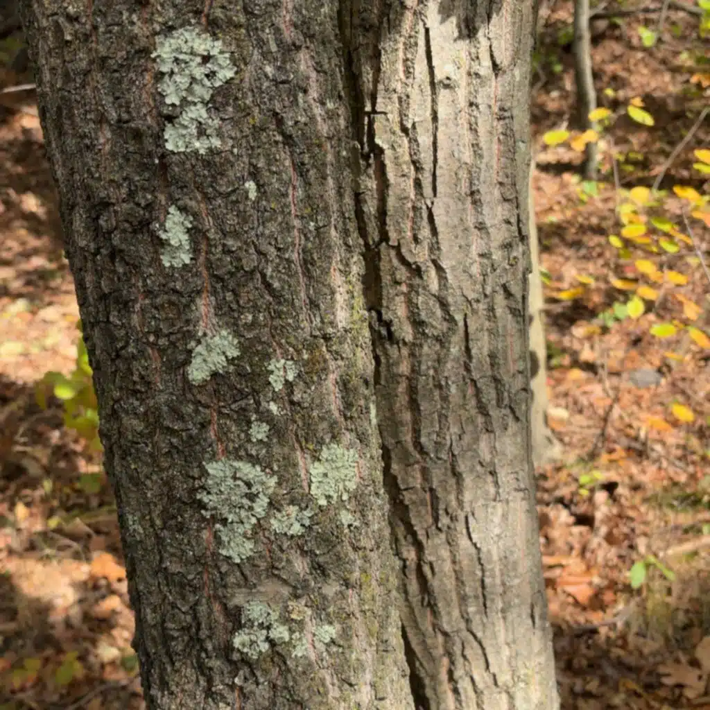 Bipolar Disorder (Depressive-Mania Insanity)