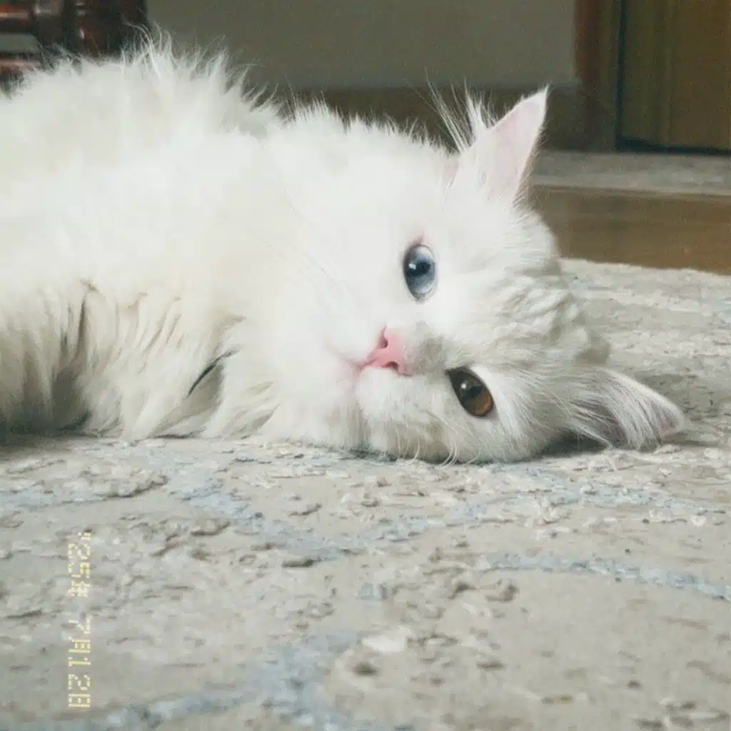 بلڤك