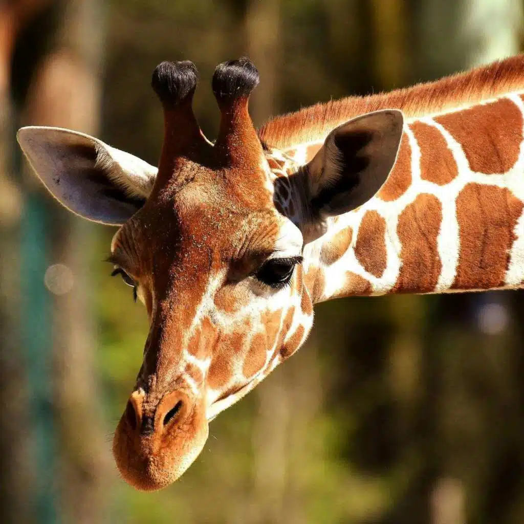 Wildlife & Veganuary giveaway