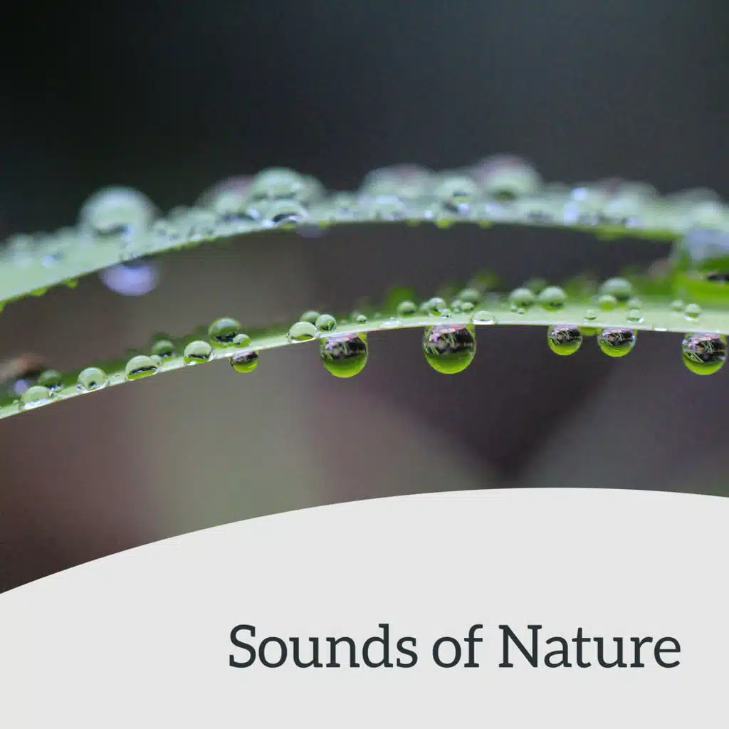 Background Music – Exam Study