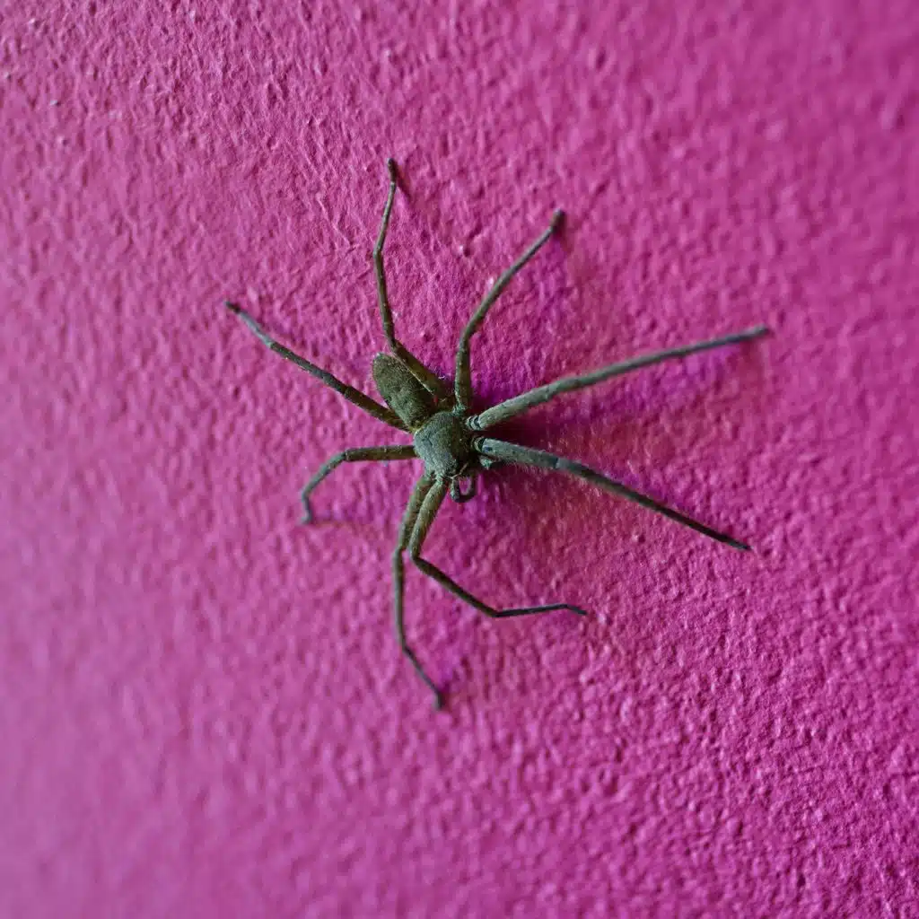 Walking on walls: How ants and spiders do it