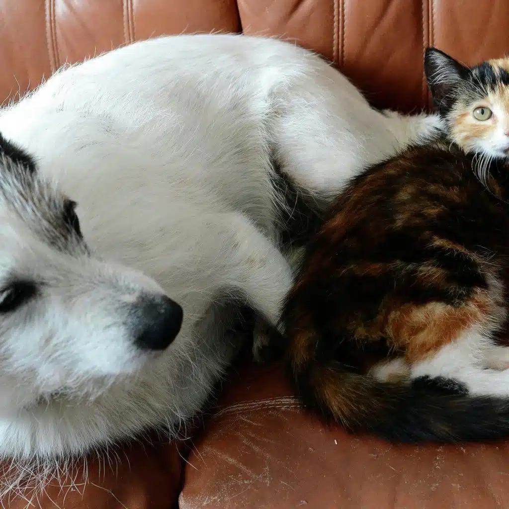 Barks, growls, meows and purrs: Translating cats and dogs