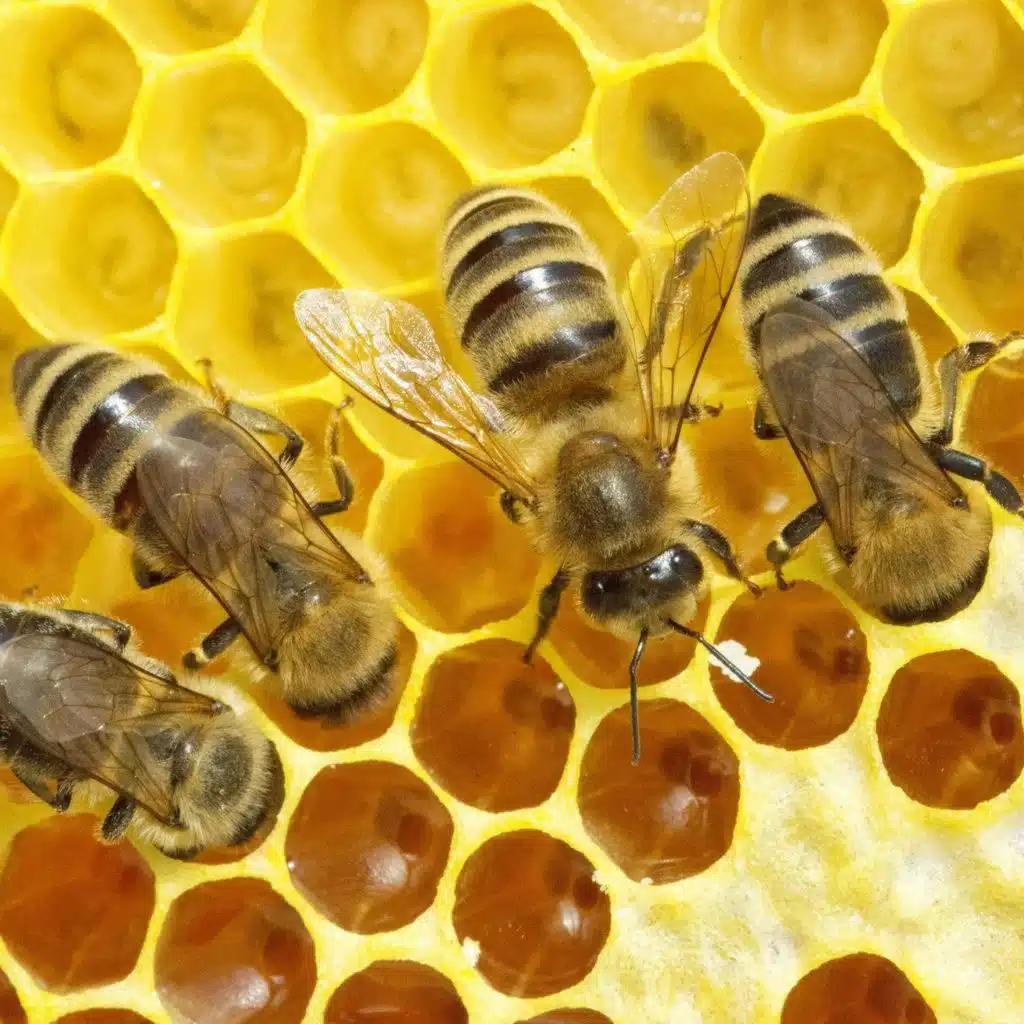 The buzz on bees, pt. 1