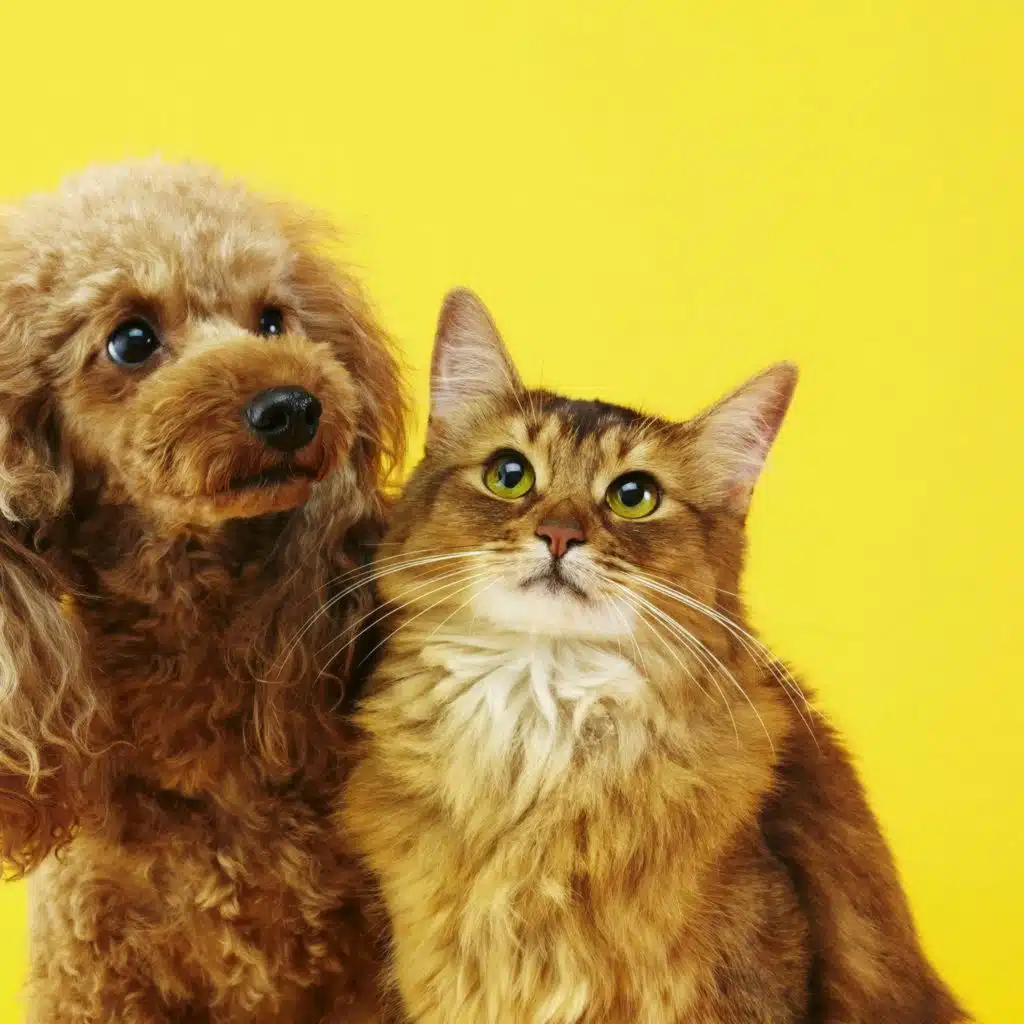 Joy Overload! The science of tickles and cuteness