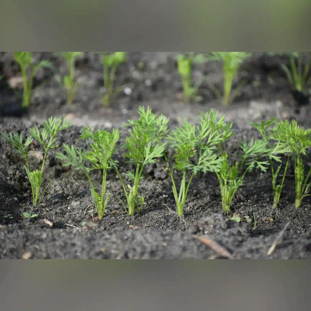 Do we need to grow more food for our own security?