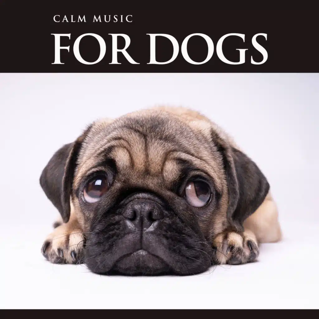 Calm Dog Music
