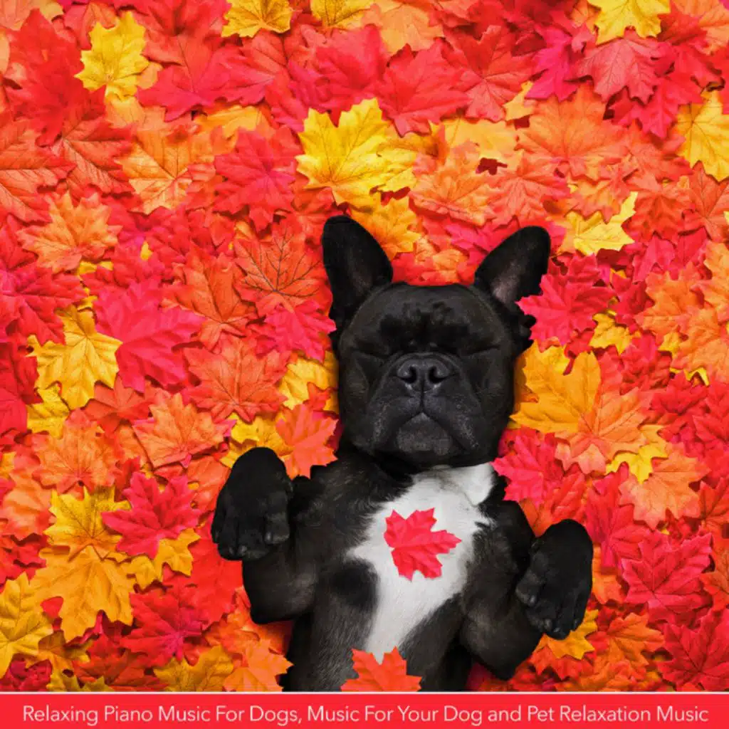 Dog Music: Relaxing Piano Music For Dogs, Music For Your Dog and Pet Relaxation Music