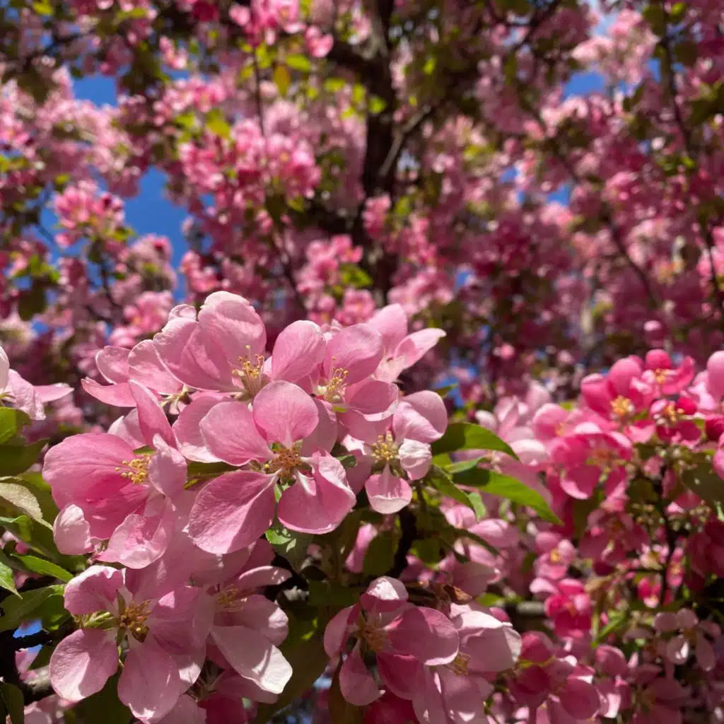 Spring love