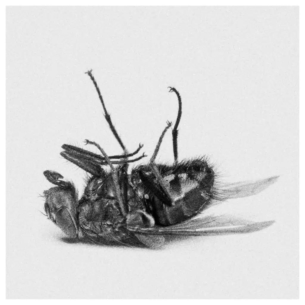 The Fly